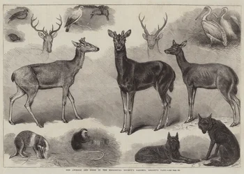 Nuovi animali e uccelli nei giardini della Zoological Society, Regent